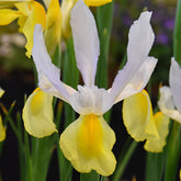 Hectarul - Ladita 1500 bulbi HOLLANDICA IRIS Apollo